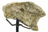 Fossil Hadrosaur Vertebra Section w/ Metal Stand - South Dakota #354308-1